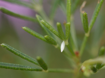 Southern Dogface egg on Purple Prairie Clover